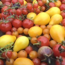 A colourful array of heritage tomatoes, including yellow, red, orange, and purple tomatoes.