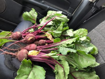 Several bunches of beets with leafy tops.