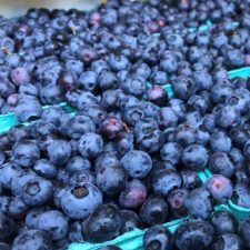 A closeup of a flat of bright blue pints of blueberries.