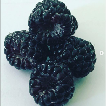 Four fresh blackberries ready to be eaten.